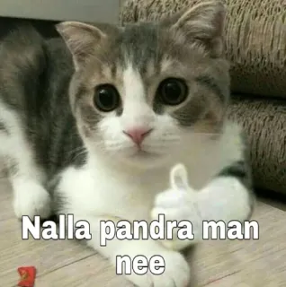 👍 Nalla pandra man nee gato, meme, tamil, ofensivo telegram sticker