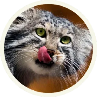 😍 кот, животное, милый, млекопитающее, язык, кошачий, домашний telegram sticker