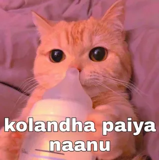 😂 kolandha paiya naanu gato, mamadeira, fofo, animal, animal de estimação, gatinho telegram sticker