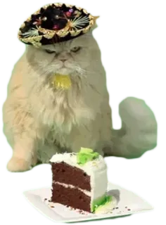 🐱 cat, sombrero, cake, animal, pet, celebration telegram sticker