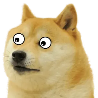 😯 Doge perro, shiba inu, meme, animal, gracioso, ojos saltones telegram sticker
