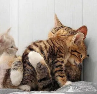 ❤️ gato, gatinho, fofo, animais, animal de estimação whatsapp sticker