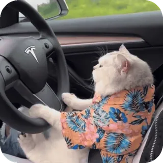 😎 telegram sticker
