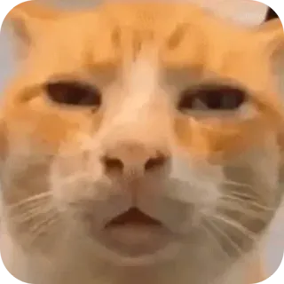 😒 Staring Cat telegram sticker