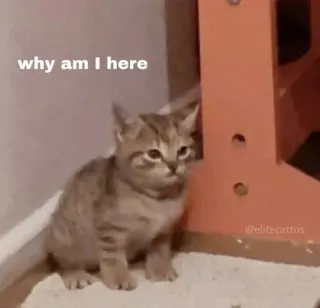 😑 why am I here Katze, Kätzchen, süß, Meme, Frage telegram sticker