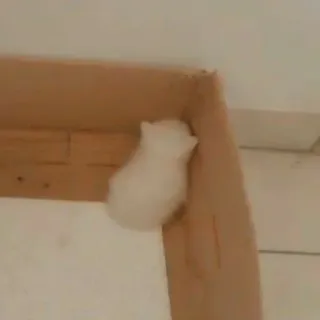 😞 Hamster, Tier, Haustier, Nagetier, weiß, süß whatsapp sticker