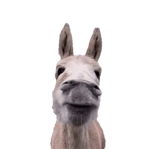 😏 âne, animal, mammifère, animal de ferme, mignon, portrait telegram sticker