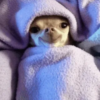 🐶 Hund, Chihuahua, Decke, süß, Tier, Haustier telegram sticker