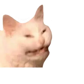 😁 kucing, meme, lucu, internet, hewan, kucing putih telegram sticker