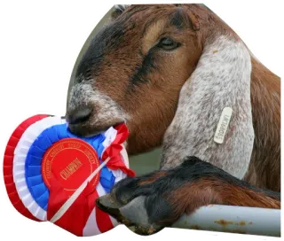 🥇 goat, champion, agriculture, livestock, ribbon telegram sticker