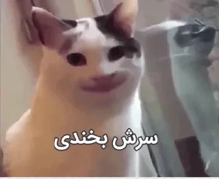😐 سرش بخندی cat, meme, persian, funny, animal telegram sticker