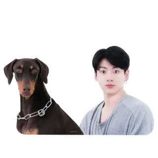 👀 Jungkook cane, dobermann, animale domestico, kpop, bts, idol, cantante telegram sticker