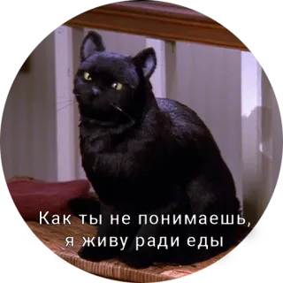 😒 Salem Saberhagen Sabrina the Teenage Witch Как ты не понимаешь, я живу ради еды 猫, 食べ物, お腹が空いた, 動物, 皮肉 telegram sticker