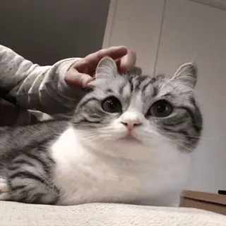 🤯 猫, 動物, ペット, 飼育, 可愛い whatsapp sticker