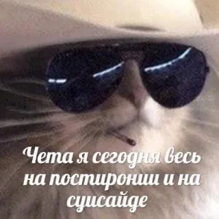 😎 Чeтa я cегoдня весь на пocтиpoнии и на суиcaйде แมว, หมวก, แว่นกันแดด, ข้อความรัสเซีย, สัตว์, สติกเกอร์ telegram sticker