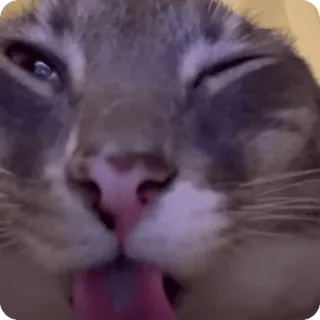 💤 cat telegram sticker