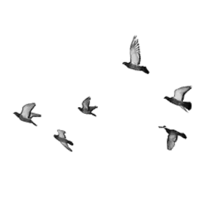 🤙 burung, terbang, merpati, satwa liar, alam telegram sticker
