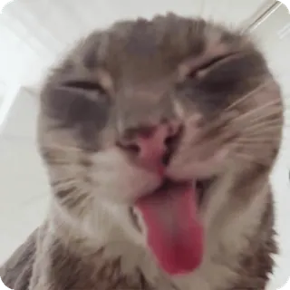 👅 telegram sticker