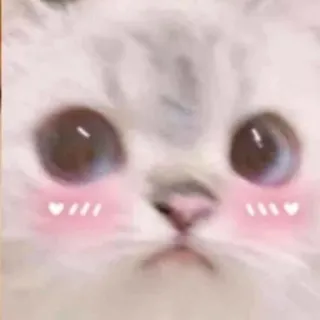 🥺 猫, かわいい, ステッカー, 動物, ペット telegram sticker