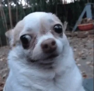 😟 dog, chihuahua, animal, pet, meme, funny, cute telegram sticker