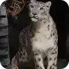🐱