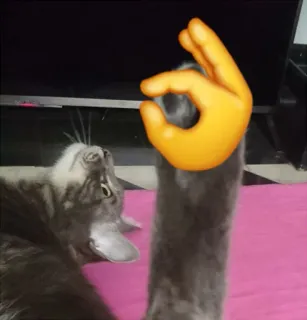 👌 gato, animal de estimação, animal, gesto de mão, ok telegram sticker