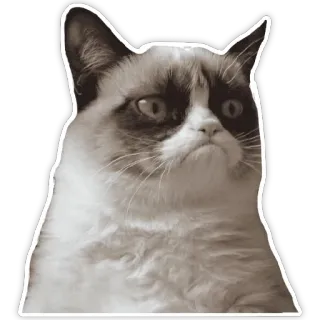 Cats memes @memeiju whatsapp stickers