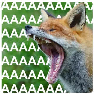 😫 AAAAAAAA fox, animal, yawning, open mouth, teeth telegram sticker