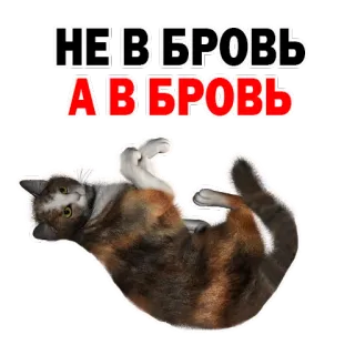 😐 НЕ В БРОВЬ А В БРОВЬ gato, engraçado, adesivo, russo, animais, fofo whatsapp sticker