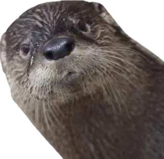 👀 nutria, animal, fauna, mamífero, lindo, naturaleza telegram sticker