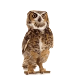 🦉 cú mèo, chim, động vật hoang dã, động vật telegram sticker