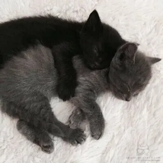 🥺 котята, кошки, спящий, милый, животные, питомцы telegram sticker