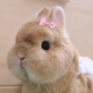 🌟 bunny, rabbit, cute, animal, bow, pet whatsapp sticker