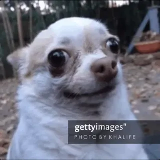 ✨ gettyimages" cachorro, chihuahua, animal, animal de estimação, fofo, engraçado telegram sticker