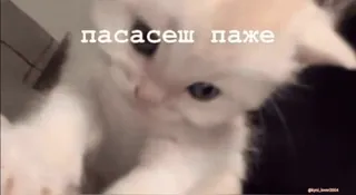 🙏 пасасеш паже cat, kitten, cute, animal telegram sticker