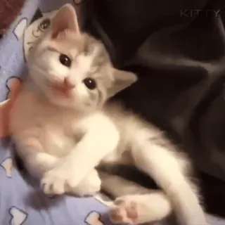 🖕 kucing, anak kucing, lucu, hewan peliharaan, binatang telegram sticker