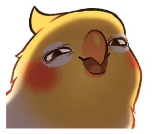 😏 cockatiel, oiseau, perroquet, animal de compagnie, animal, mignon, drôle, sourire narquois whatsapp sticker