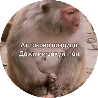 🌟 Ат такого пиздица
Дажи ми вахуи, пон Affe, Text, Beleidigende Sprache, Tier, Meme telegram sticker