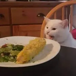😐 cat, meme, food, animal, humor, funny telegram sticker