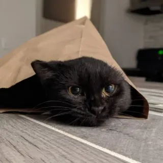 🍑 cat, animal, pet, black cat, paper bag, cute, domestic animal telegram sticker