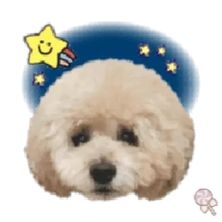 🐶 собака, милый, животное, звезда, конфета telegram sticker