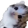 Cats Big Pack @TgEmojis telegram emojis 👀
