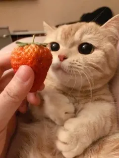 🍓 gato, gatinho, morango, fofo, animal de estimação, animal telegram sticker
