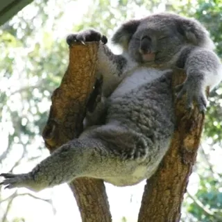 🐨 koala, animal, tree, nature, wildlife, australia, marsupial telegram sticker