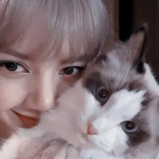 🐱 고양이, 사람, 애완 동물, 셀카, 인물 사진, 귀여운, 동물 telegram sticker