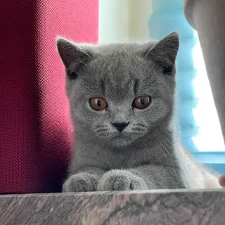 😑 kucing, anak kucing, kucing abu-abu, british shorthair, hewan peliharaan, binatang, lucu, kucing domestik telegram sticker