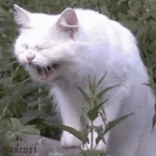 😂 ARC023 cat, white cat, screaming, yelling, animal, funny, meme, grumpy telegram sticker
