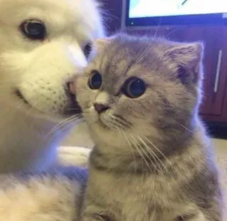 ❤️ kat, kitten, hond, puppy, schattig, dieren, huisdieren telegram sticker