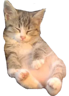 🐽 anak kucing, kucing, tidur, lucu, hewan peliharaan, hewan whatsapp sticker