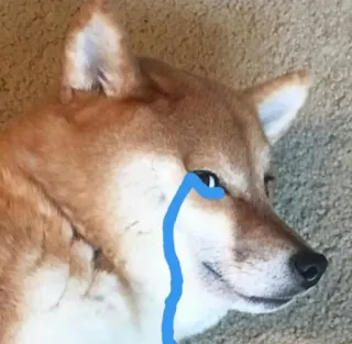 😢 hond, huilen, verdrietig, meme, shiba inu, tranen telegram sticker